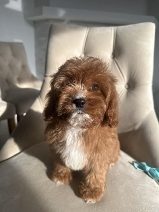 Cudowny chlopiec Cavapoo