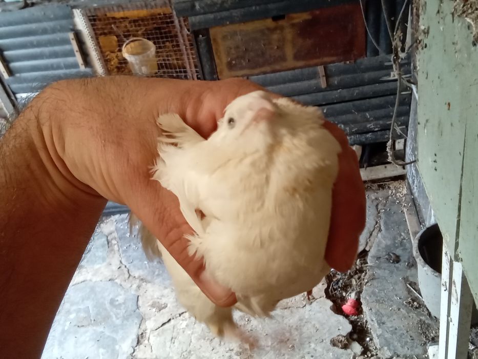 Codornizes gigantes de várias raças  e ovos para comer ou incubação