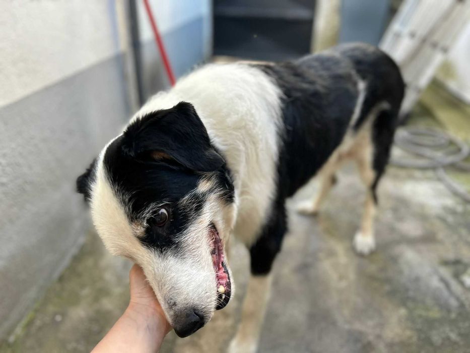 Cão para adoção responsável