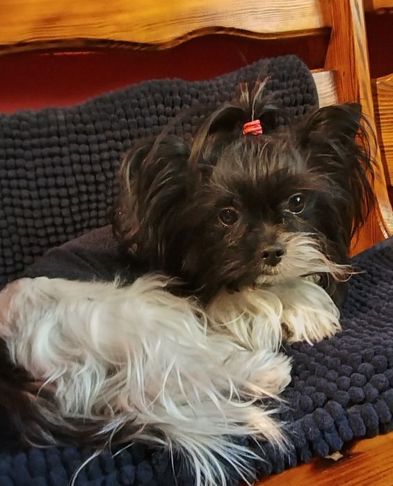 Yorkshire terrier Black end white piesek