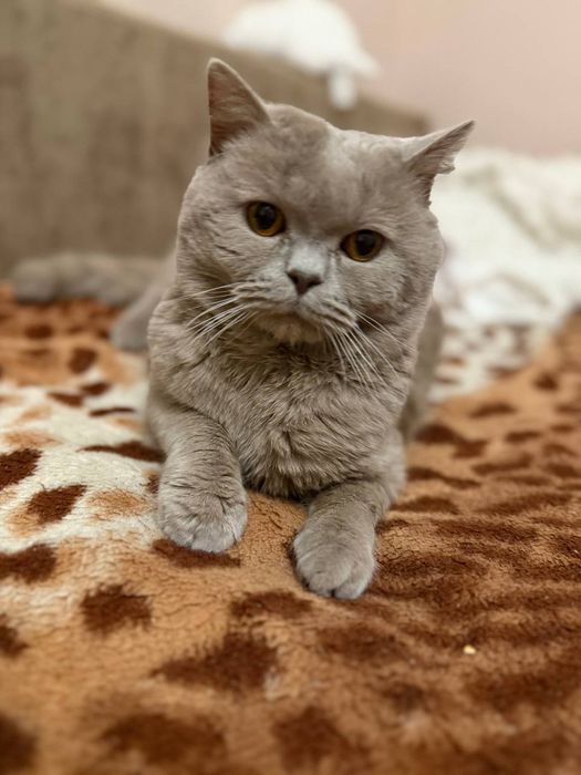 Британець шукає наречену на злучку