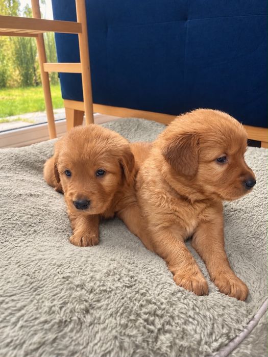 Suczka Golden Retriever - linia amerykańska
