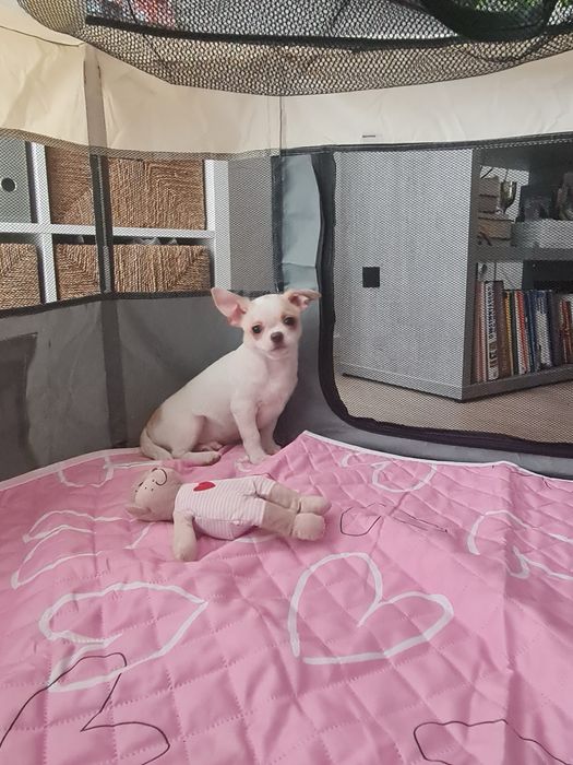 Excelente mini menino Chihuahua/Chiuaua LinhagemRussa de Qualidade