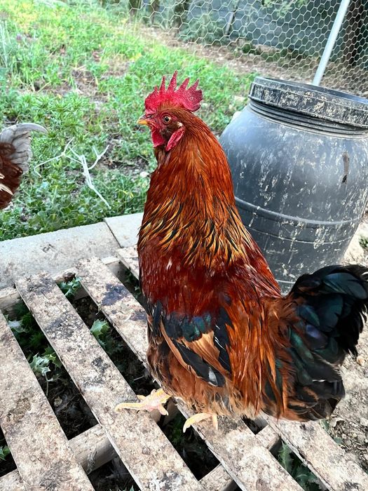 Troco ou vendo galos por galinhas poedeiras
