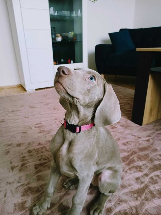 Wyżeł weimarski - samiec- Domowa Hodowla fci,zkwp