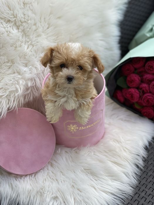 Хлопчик і дівчинка мальтипу