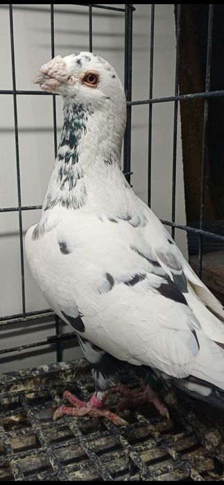 Gołębie Pocztowe tygrysy, mulemansy