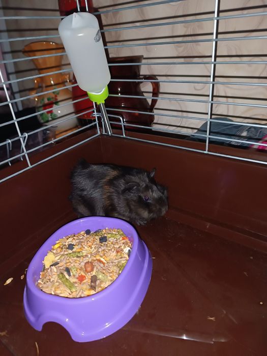 Продам морських свинок