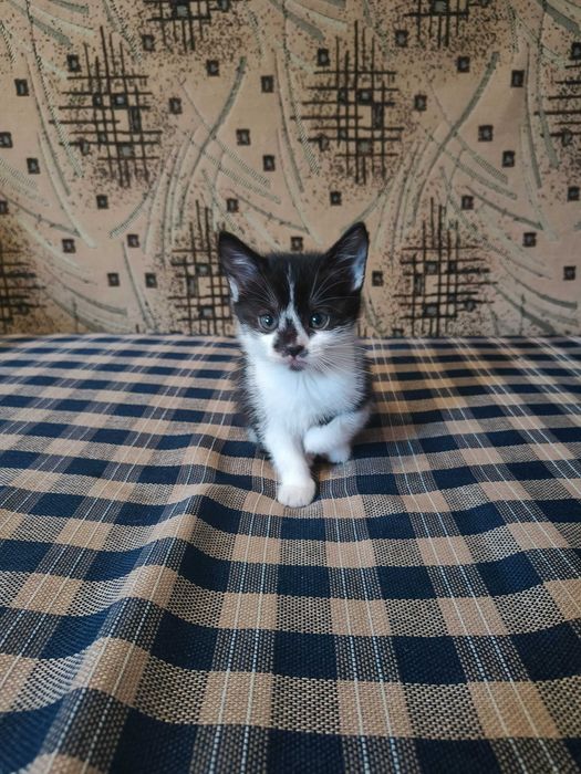Віддам котенят у хороші руки