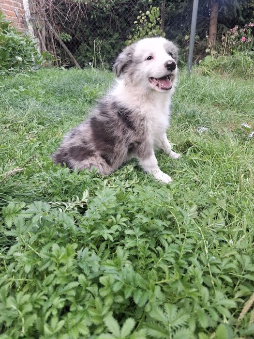 Bryza suczka Border Collie