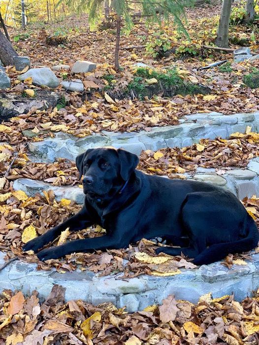 В'язка. ЛАБРАДОР шукає подругу для створення ідеальних цуциків