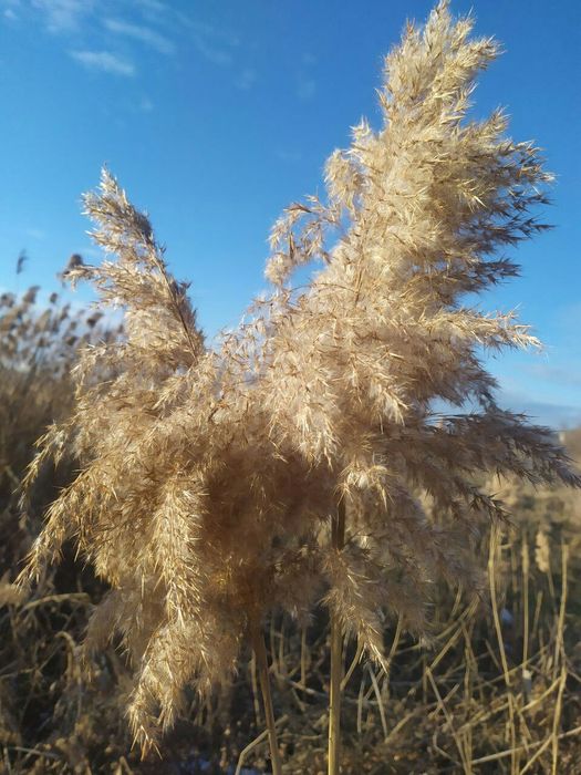 Пампас сухоцвет камыш тросник очерет