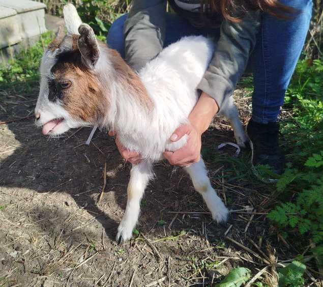 Cabras anãs - Pequeno rebanho