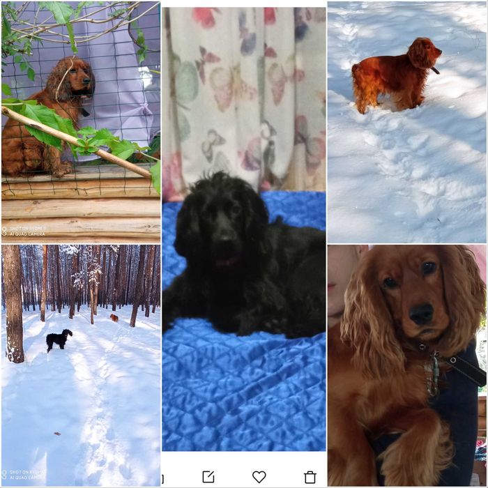 Спаниельки продажа