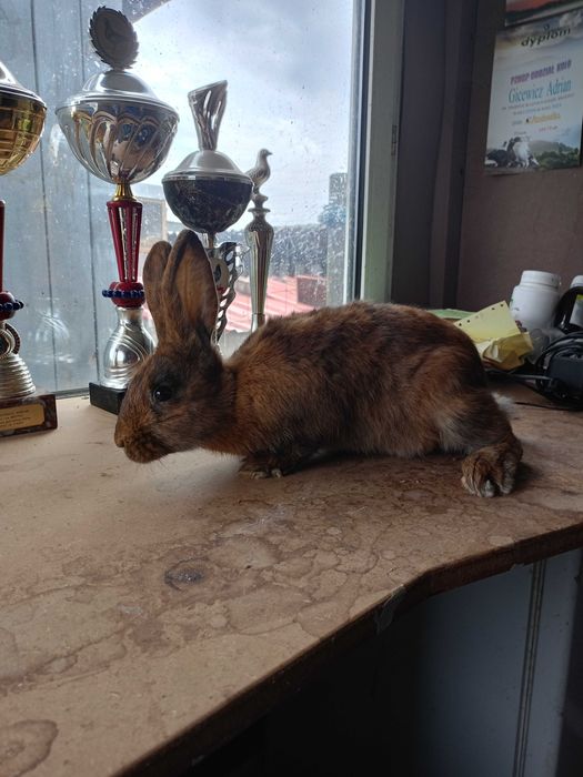 Sprzedam krzyżówka rex z nowozelandzkim