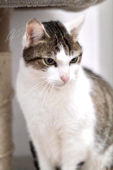 Cudowny, towarzyski i spokojny Termit czeka na dom!