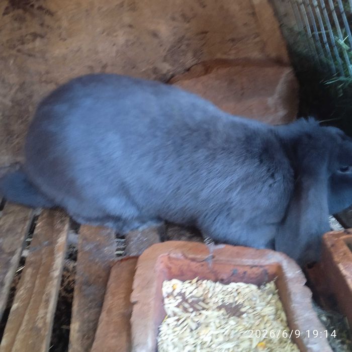 Молодий самець фр.баран