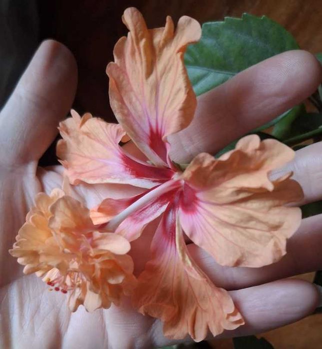 Гібіскус "El Capitolio Tequila Sunrise" кімнатний голандський