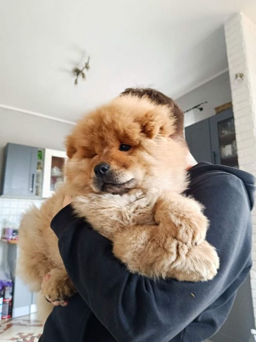 Dlugowlosy piesek rasy chow chow