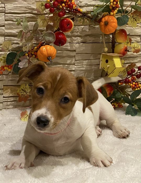 Dziewczynka Aura Jack Russell Terrier do odbioru