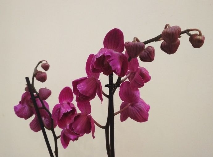 Орхидея фаленопсис, пелор Стелленбош