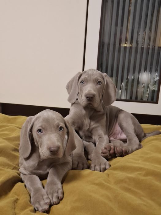 Wyżeł weinarski suczka