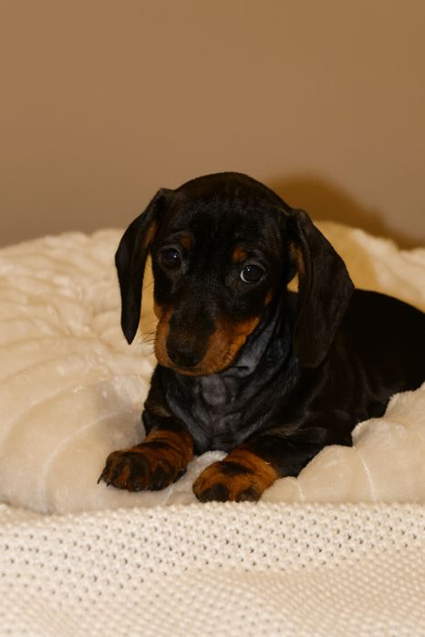 Jamnik Miniaturowy Suczka Czarna Podpalana