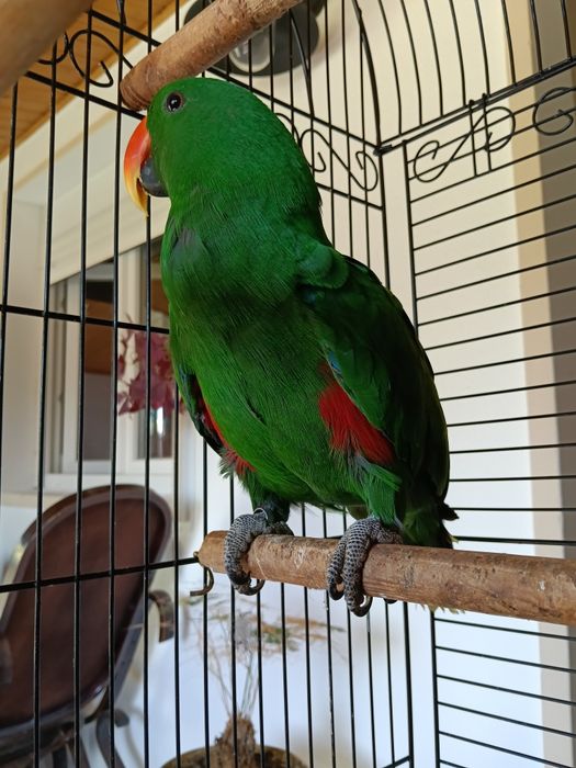Papagaio ecletus 2025