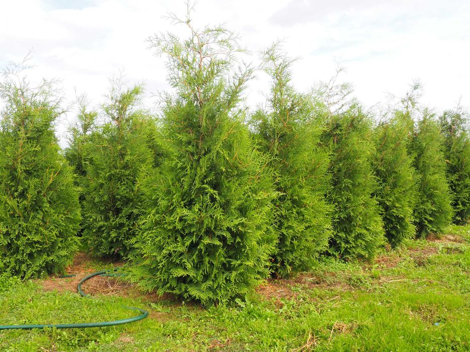 TUJA tuje BRABANT 110-140cm PROMOCJA szkółka Łabiszyn