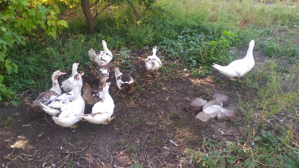 Молодняк индоуток (шипуны) 2025