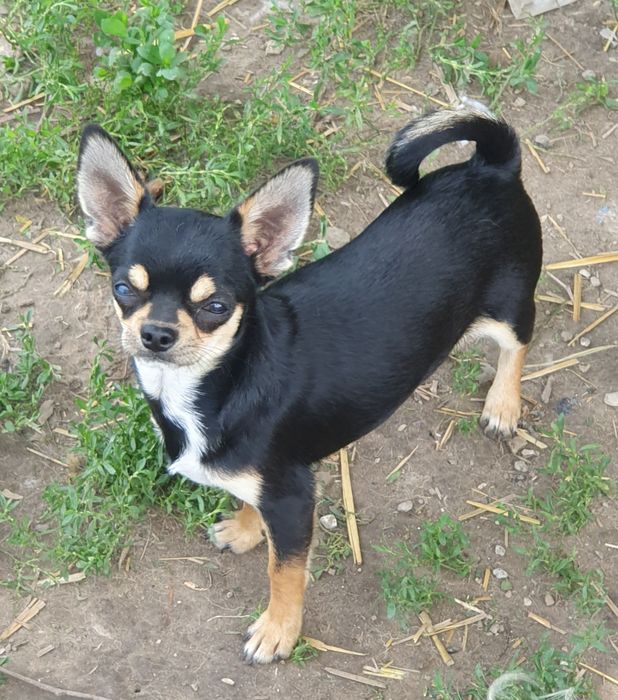 Мальчик чихуахуа гладкошерстные