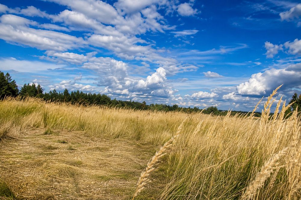 Продаж неймовірної ділянки в с.Гореничі 1Га.