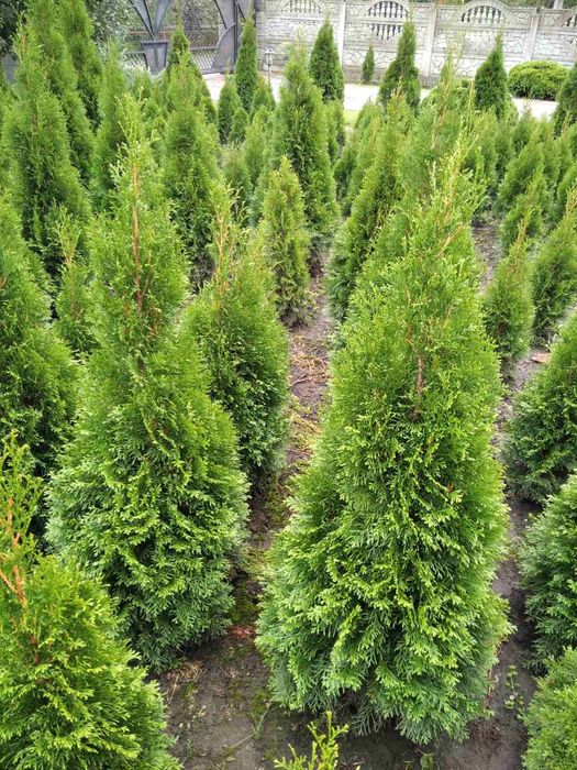 Найнищі ціни. Туя смарагд від 1 м до 6 м