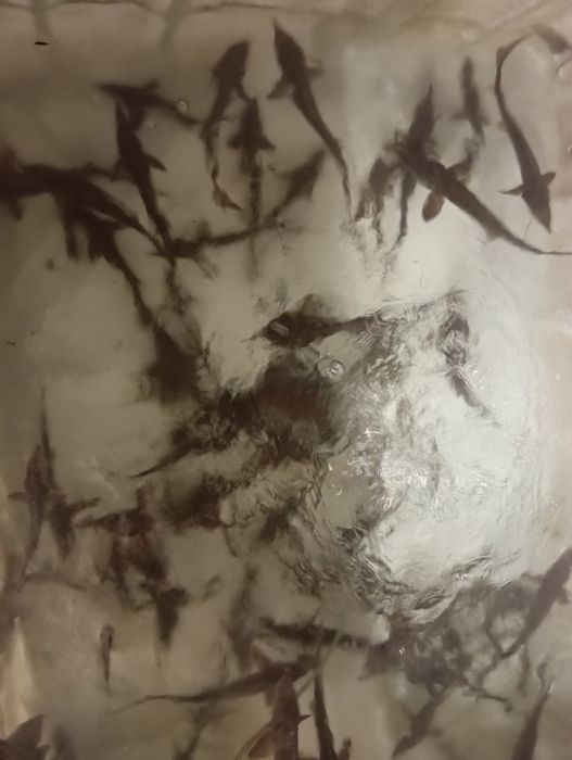 Jesiotr rosyjski.sterleti.kroczek