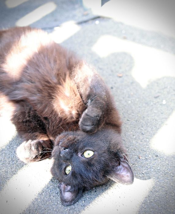 Daj nam wspólny dom- Sasha i Merlin