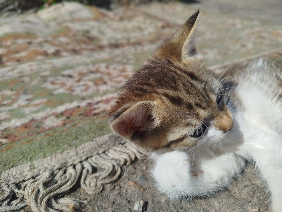 Віддам безкоштовно