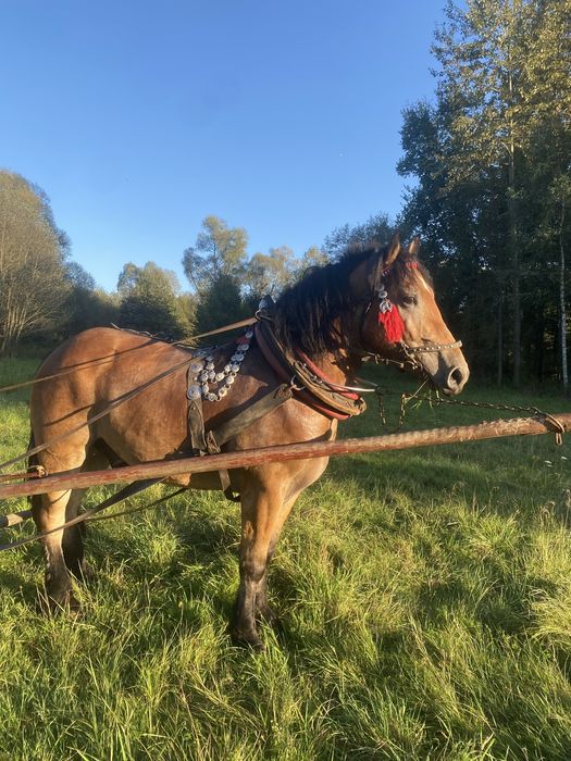 Witam sprzedam konia zimnokrwistego