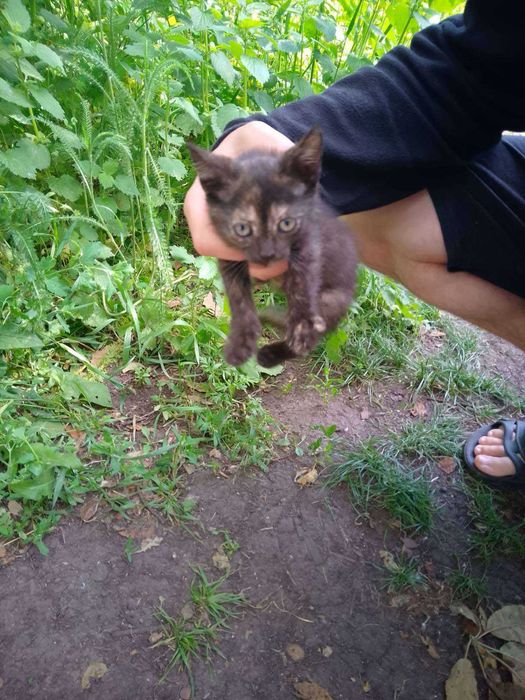 Отдам котенка черепахового окраса,  девочка, 1,5 месяца