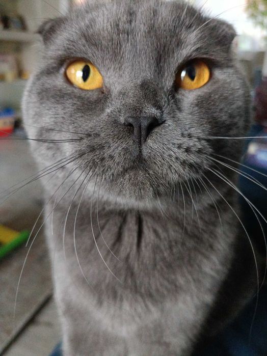 В'язка висловухого кота