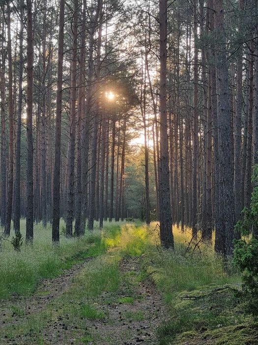 Kaszuby domek Wiktor wolne terminy w sierpniu, last minute, jezioro