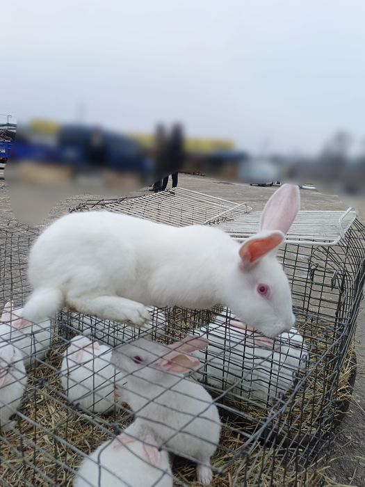 Кролики Термонська біла, Європейська шиншила різного віку
Ціна 190 грн