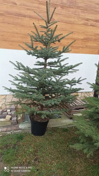 Choinki świąteczne świerk jodła