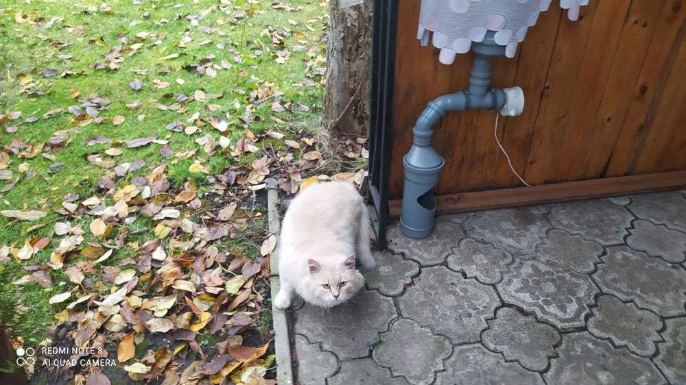 Автокормушка, вулична Автогодівниця. кормушка для собак котов птиц