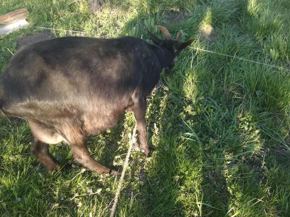 Коза дійна і кітна другий раз  і козенята  .