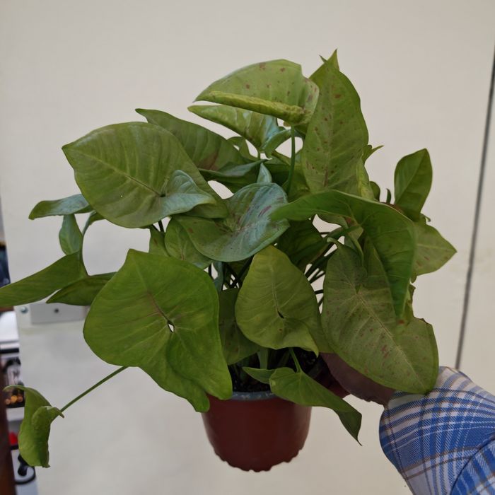 Сигнониум Милк Конфетти - красивое неприхотливое растение