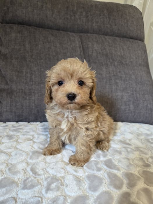 Maltipoo piesek suczka szczeniak