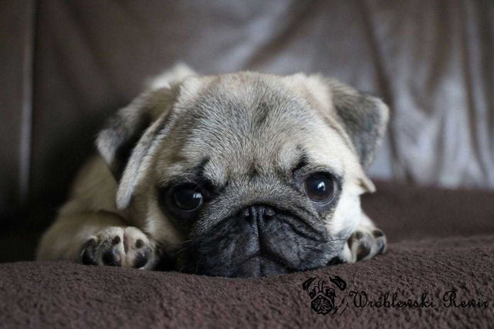 Mops, mopsy - śliczna dziewczynka, ZKwP / FCI