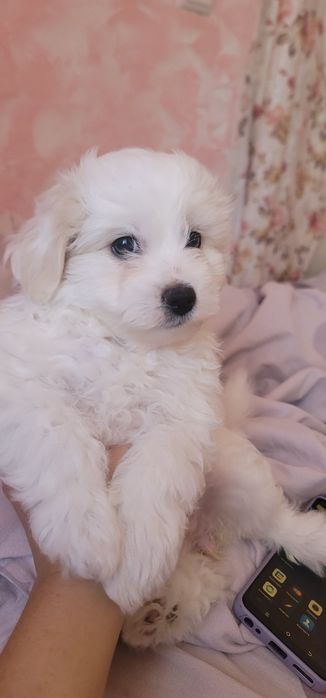 Помапу - гарна дівчинка