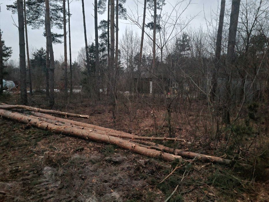 Zlecę przetrzewienie lasu z drobnicy