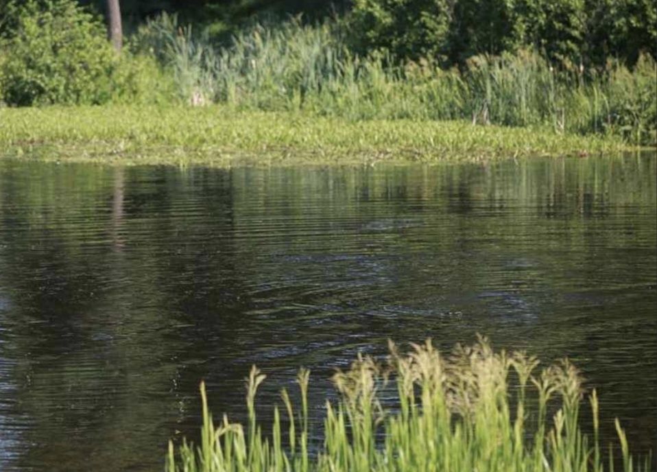 Очирето Косарка для косіння водної рослинності